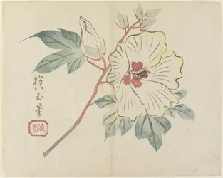 Grande fleur blanche, c. 1830